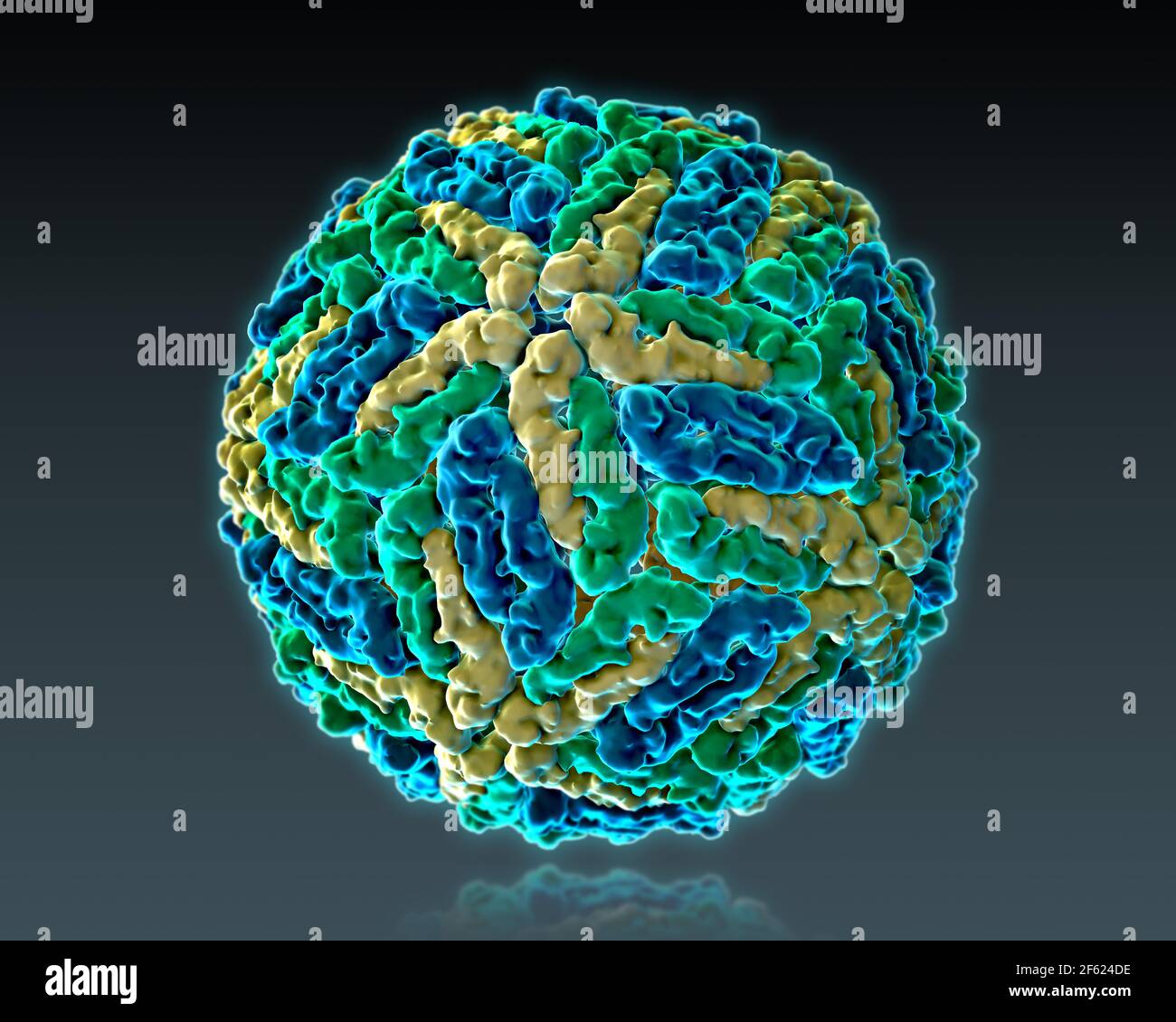Virus dengue, modello molecolare Foto Stock