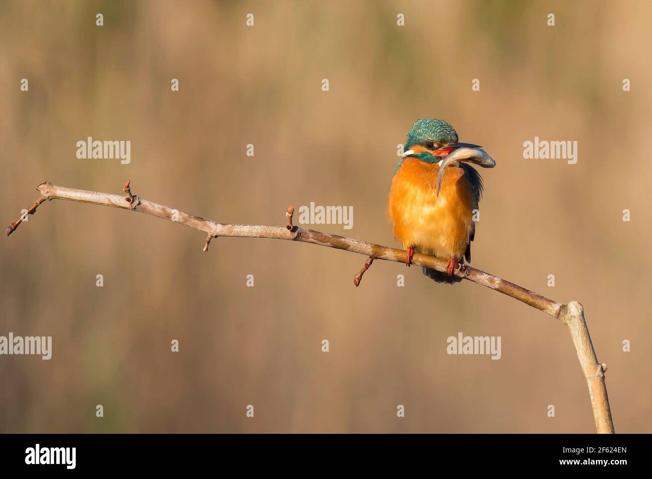 Alcedo atthis Kingfisher Foto Stock