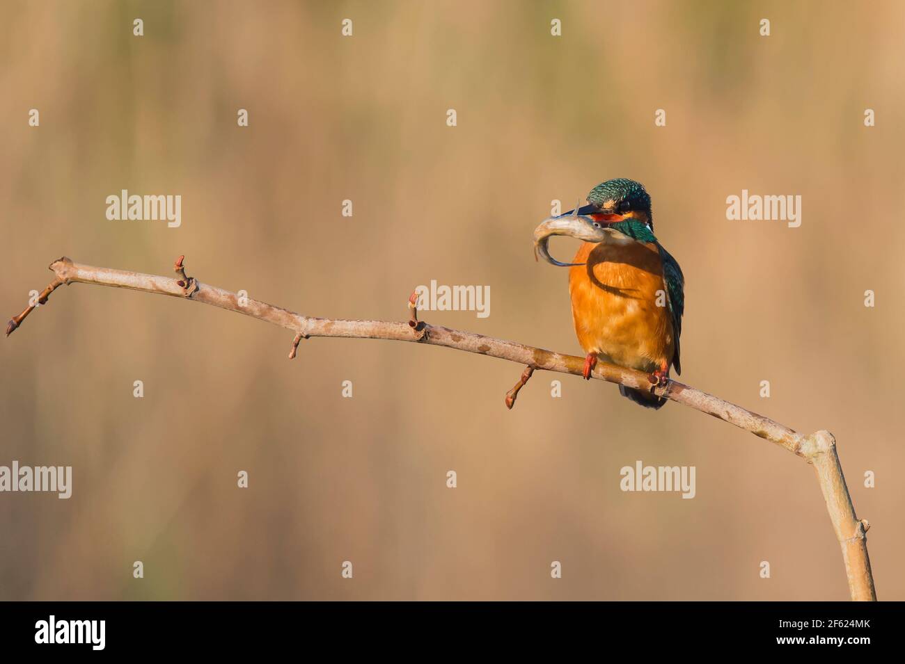 Alcedo atthis Kingfisher Foto Stock