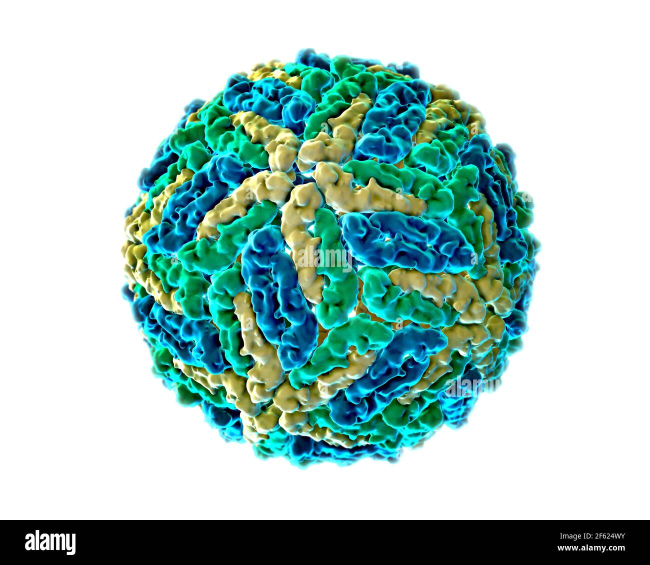 Virus dengue, modello molecolare Foto Stock