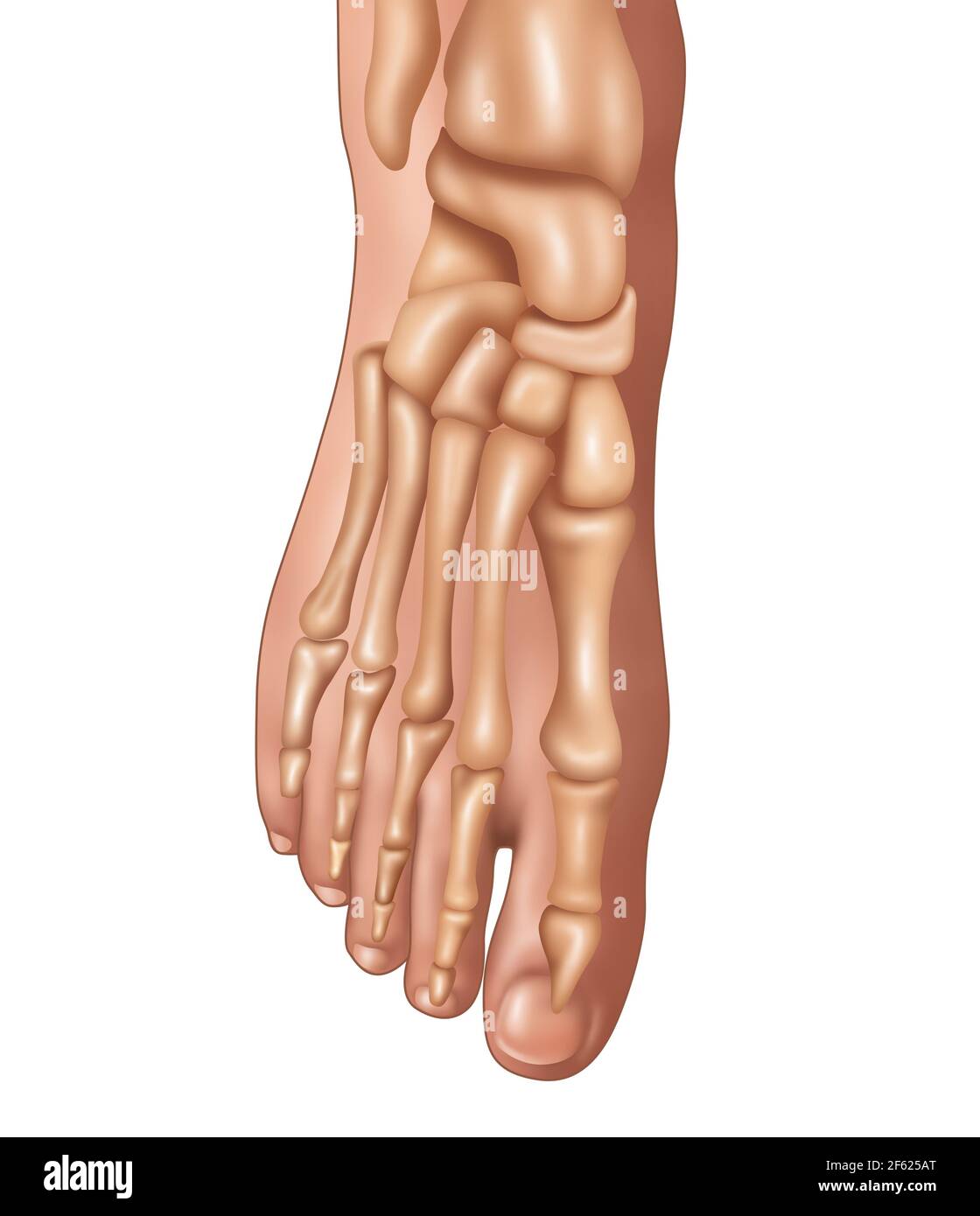 Piedi ossa, illustrazione Foto Stock