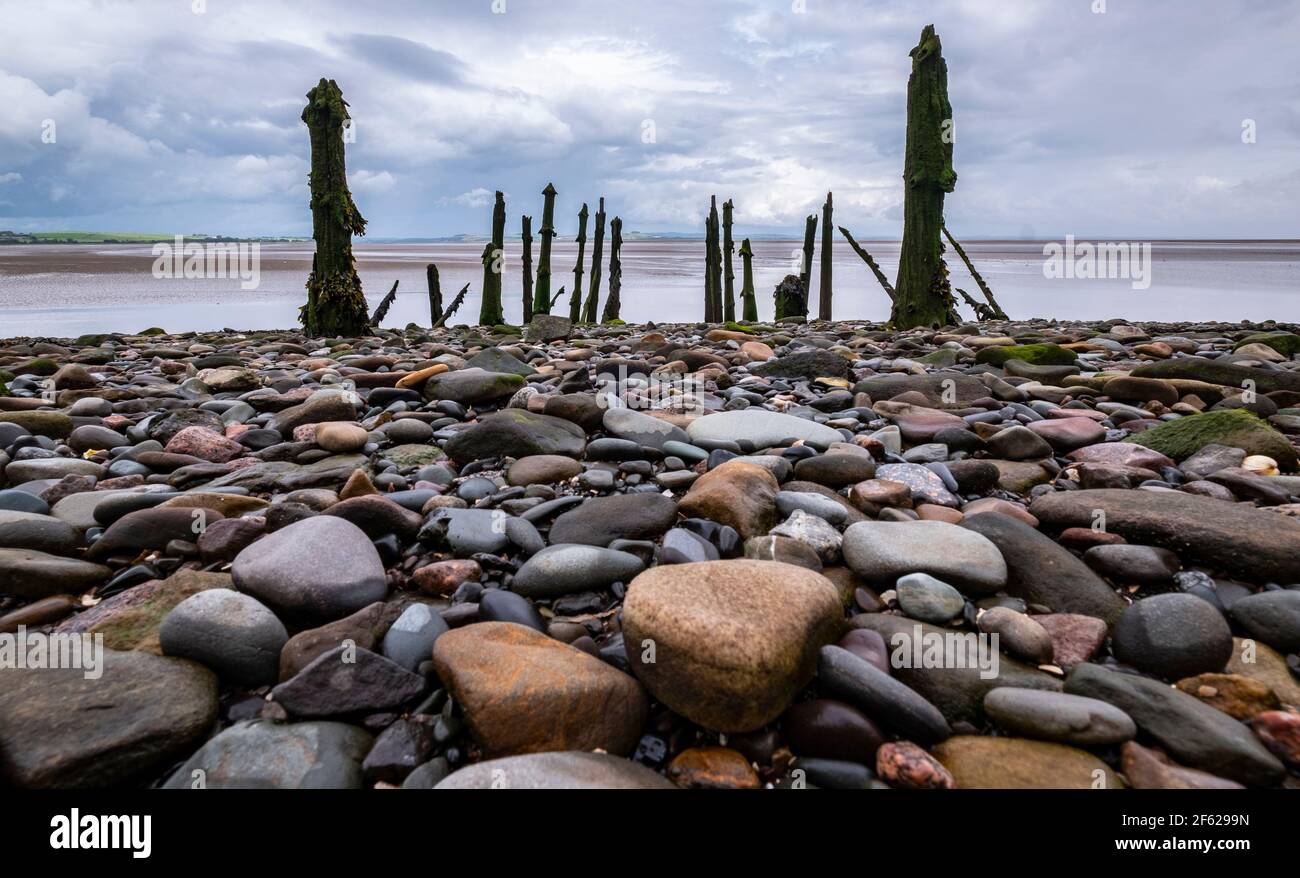 Pali di legno marcio che un tempo erano un pontile o un pontile di atterraggio per piccole barche usando il Solway Firth a Caresthorn, Dumfries e Galloway, Scozia Foto Stock