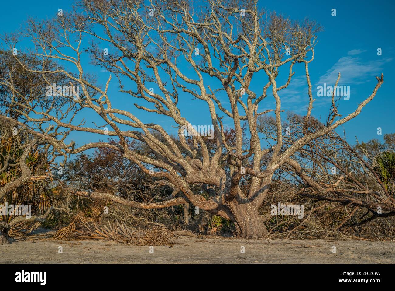 La luce del mattino si illumina sull'enorme vecchio albero di crescita la spiaggia con altre palme cadute che circondano dalla tempesta Danni sull'isola di Jekyll nel sud Foto Stock
