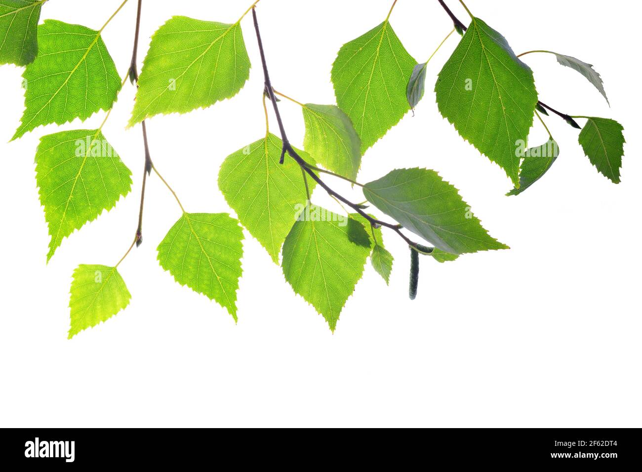 Ramo di betulla primaverile con foglie verdi isolate su sfondo bianco. Foto Stock