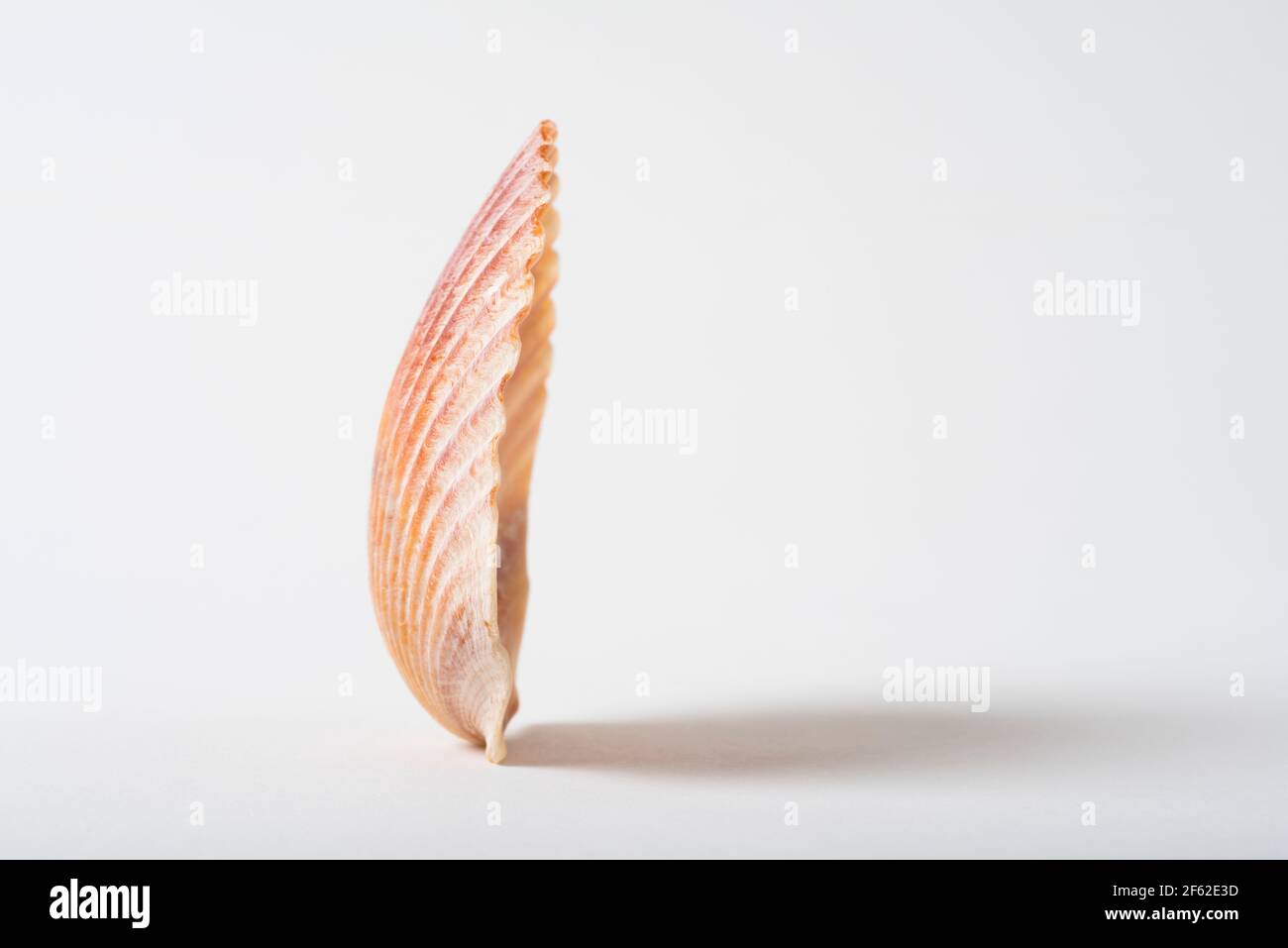 Una piccola conchiglia Scallop, che si trova comunemente sulle spiagge della Florida meridionale, Stati Uniti d'America, in particolare sull'isola di Sanibel. Foto Stock
