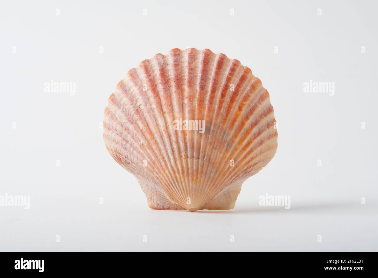 Una piccola conchiglia Scallop, che si trova comunemente sulle spiagge della Florida meridionale, Stati Uniti d'America, in particolare sull'isola di Sanibel. Foto Stock