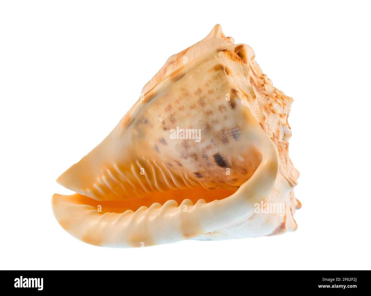 Piccolo tropical conch shell, Tamarind Cove, la parrocchia di Saint James, Barbados, Piccole Antille, dei Caraibi Foto Stock