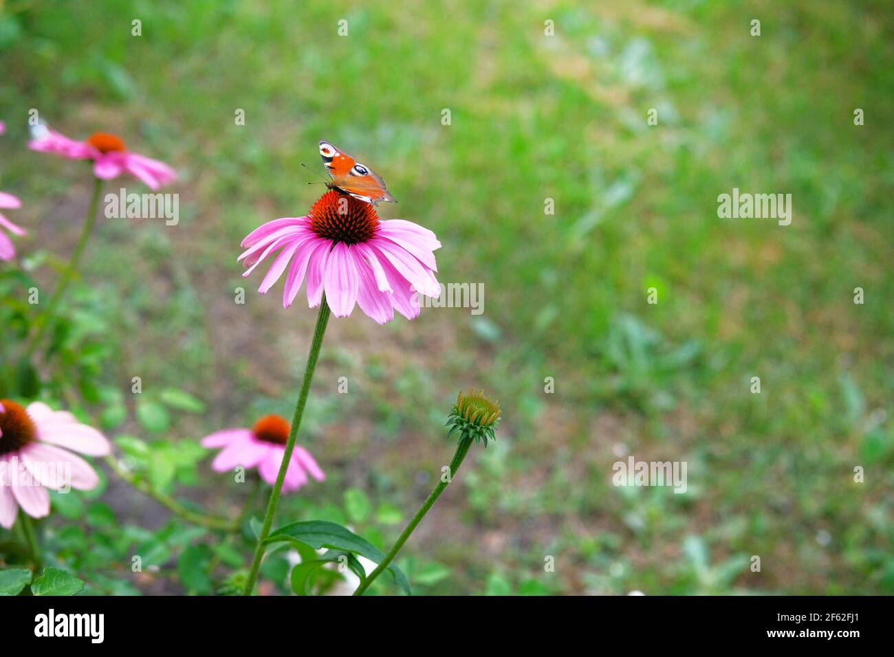 Fiore rosa di Echinacea con farfalla rossa ammiraglio su sfondo verde sfocato natura primo piano. Cerotto di porpora violacea, echinacea purpurea. Foto Stock