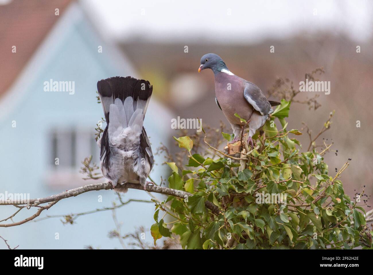 Due piccioni di legno flirting e infine l'accoppiamento nella stagione primaverile, Regno Unito Foto Stock