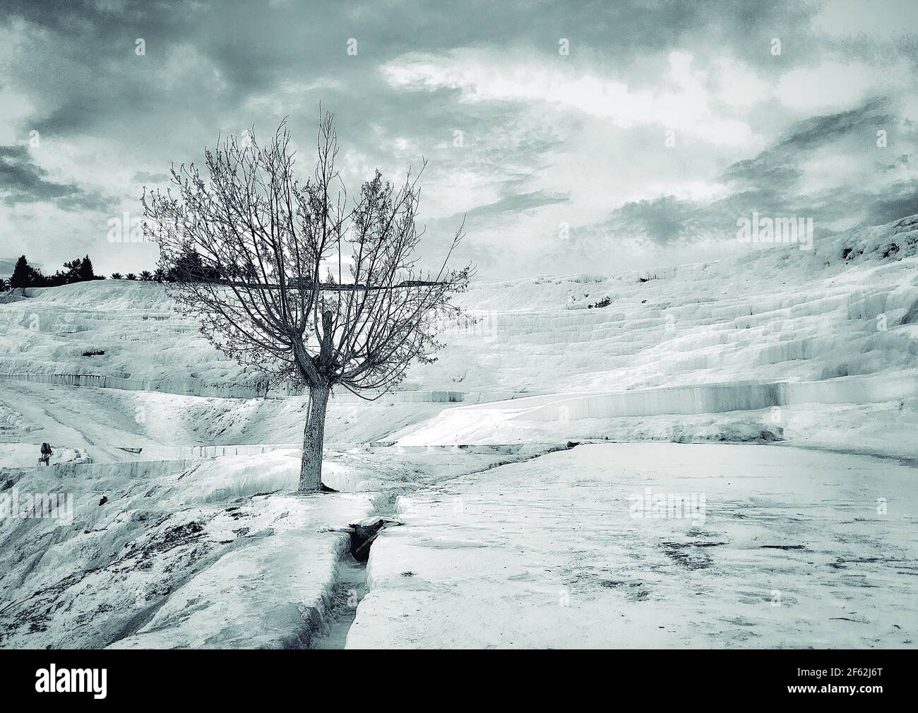 Cattura di un albero solitario senza foglie nel bianco Colline di Pamukkale Foto Stock