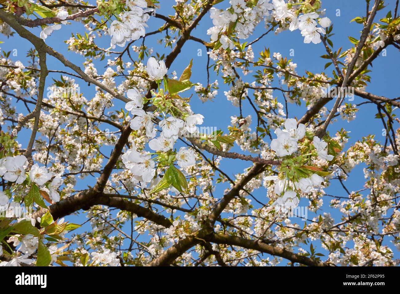 Prunus avium albero in fiore Foto Stock