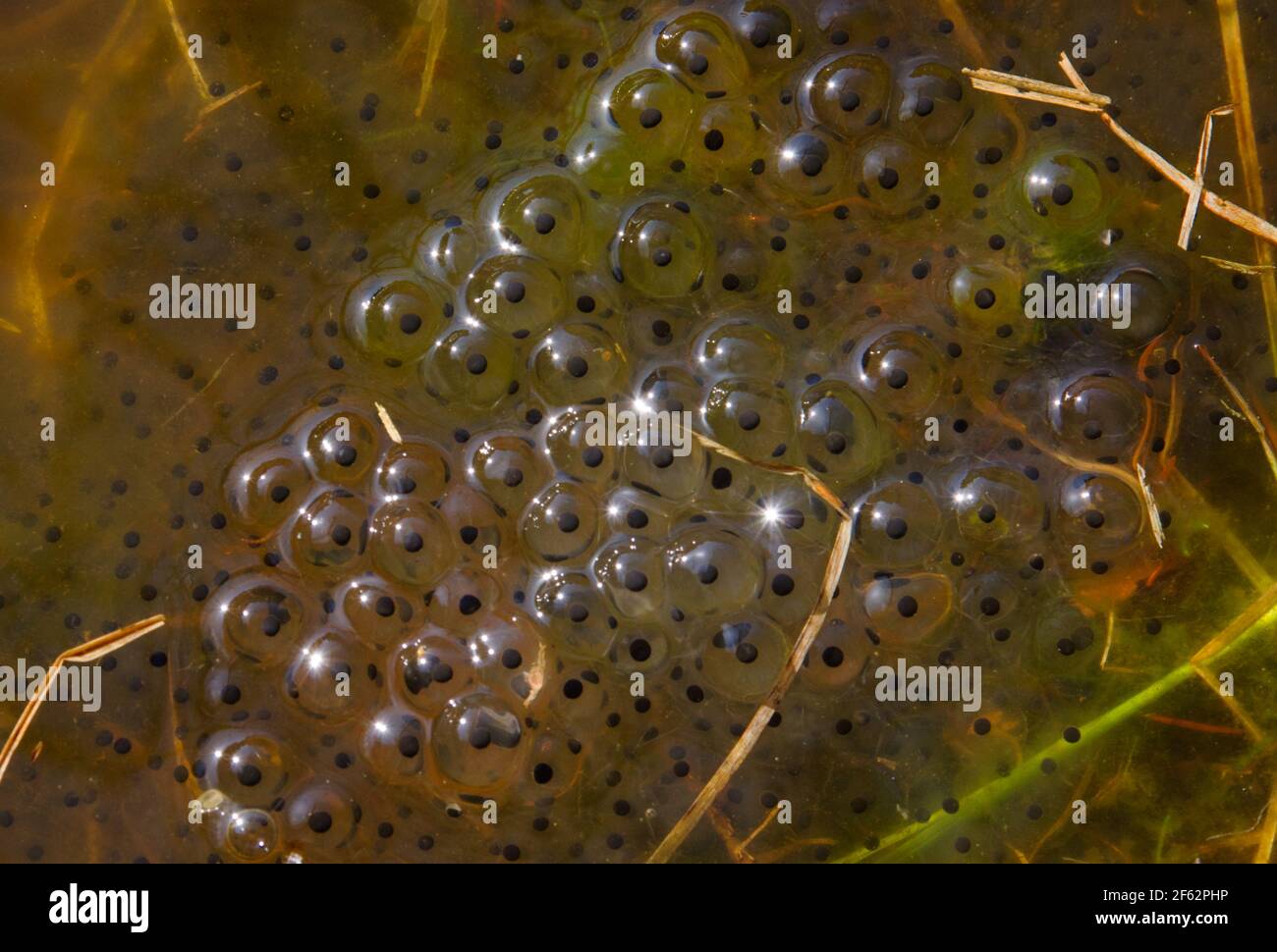 Primo piano di frogspawn in acqua Foto Stock