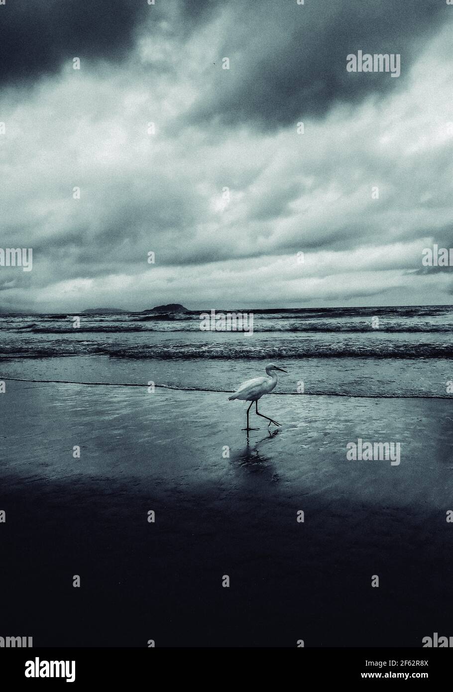 Capturae bianco e nero di un airone bianco al mare Foto Stock