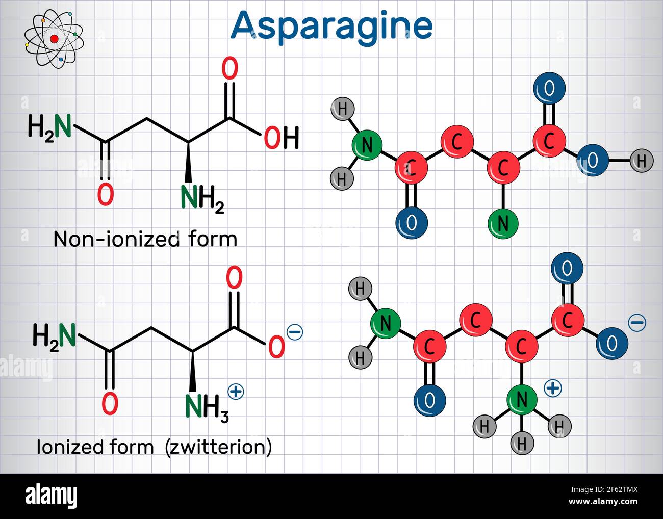 Molecola aminoacidica di asparagina (L-asparagina, Asn, N). Forme ionizzate e non ionizzate (zwitterion). Formula chimica strutturale e modello molecolare. S Illustrazione Vettoriale