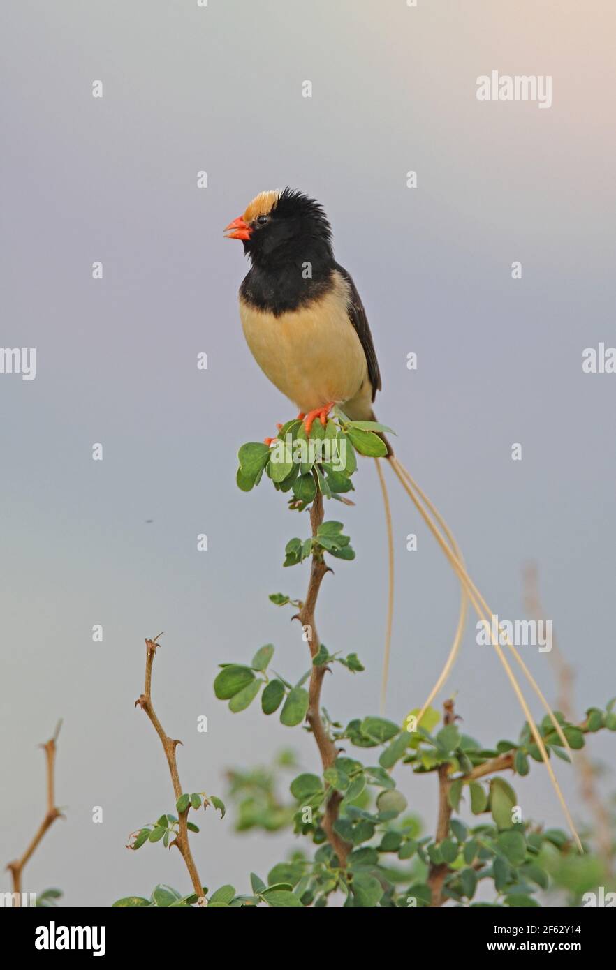 Whydah (Visua fisheri) che alleva il piumaggio maschile arroccato sulla cima del cespuglio che chiama Tsavo West NP, Kenya Novembre Foto Stock