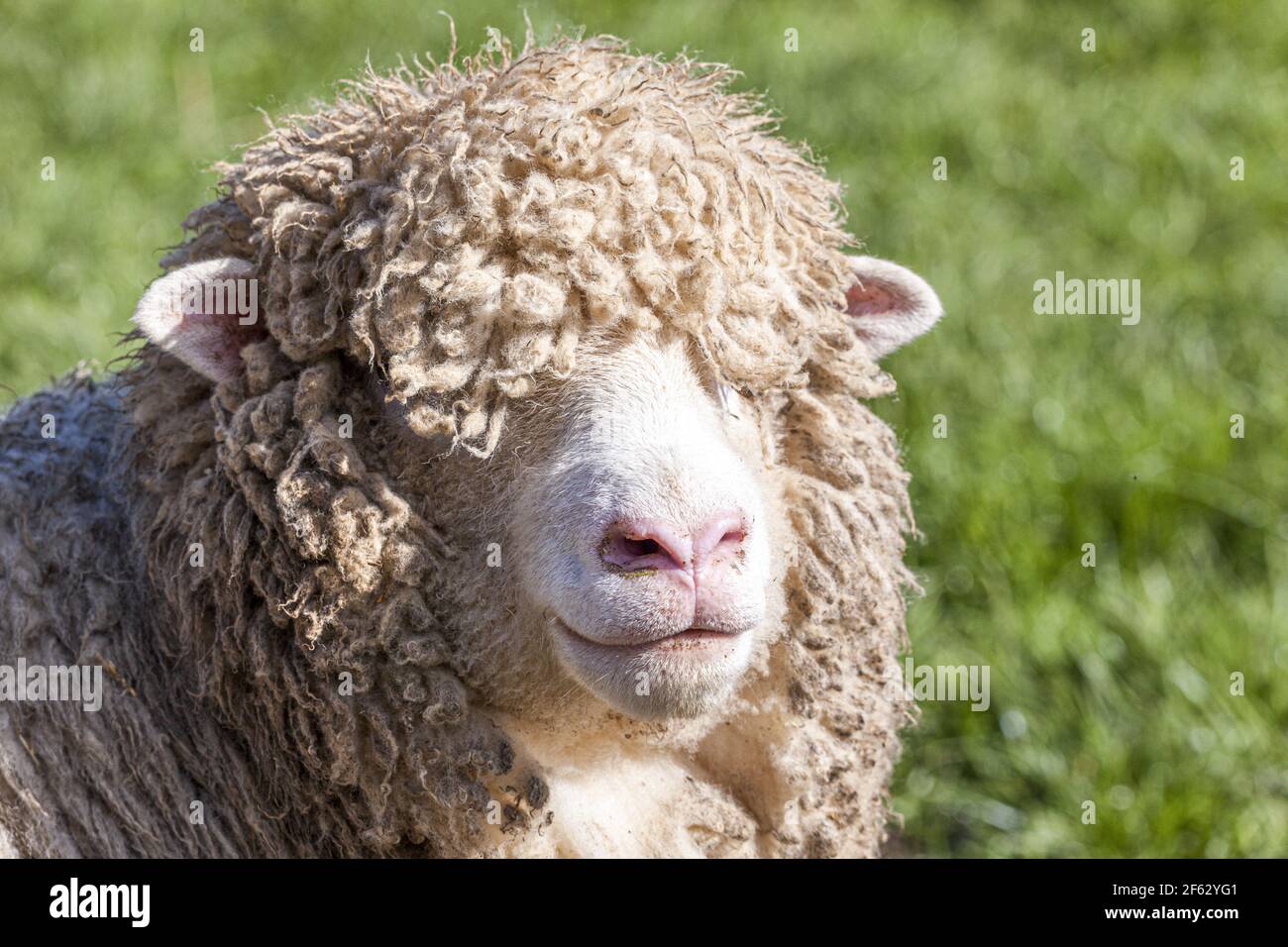 Un ritratto ravvicinato di una pecora di Cotswold (pecora) nel villaggio di Cotswold di Middle Dortisbourne, Gloucestershire UK Foto Stock