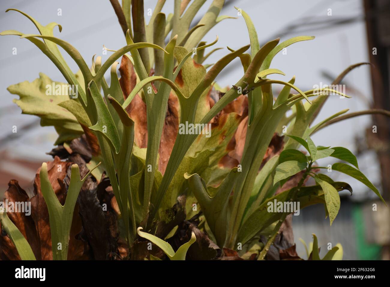 Staghorn Fern , piante di plycerium bifurcatum con pattern e vene definiti Foto Stock