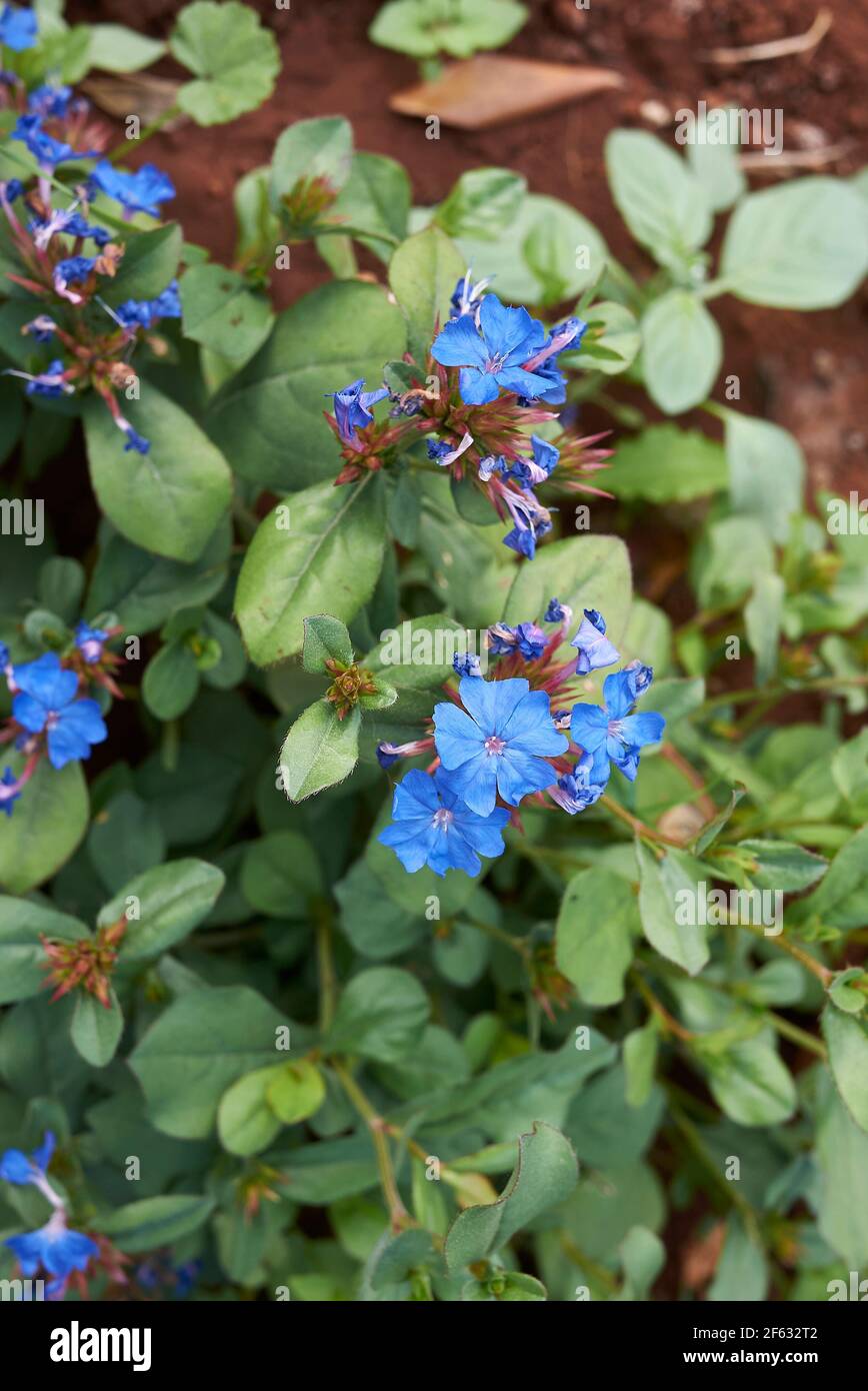 Ceratostigma plumbaginoides inflorescenza blu Foto Stock