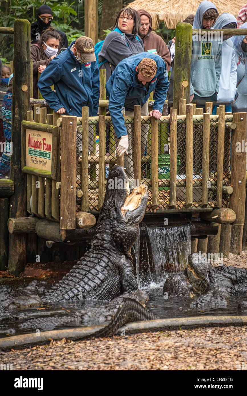 Alimentazione degli alligatori al St. Augustine Alligator Farm Zoological Park a St. Augustine, Florida. (STATI UNITI) Foto Stock