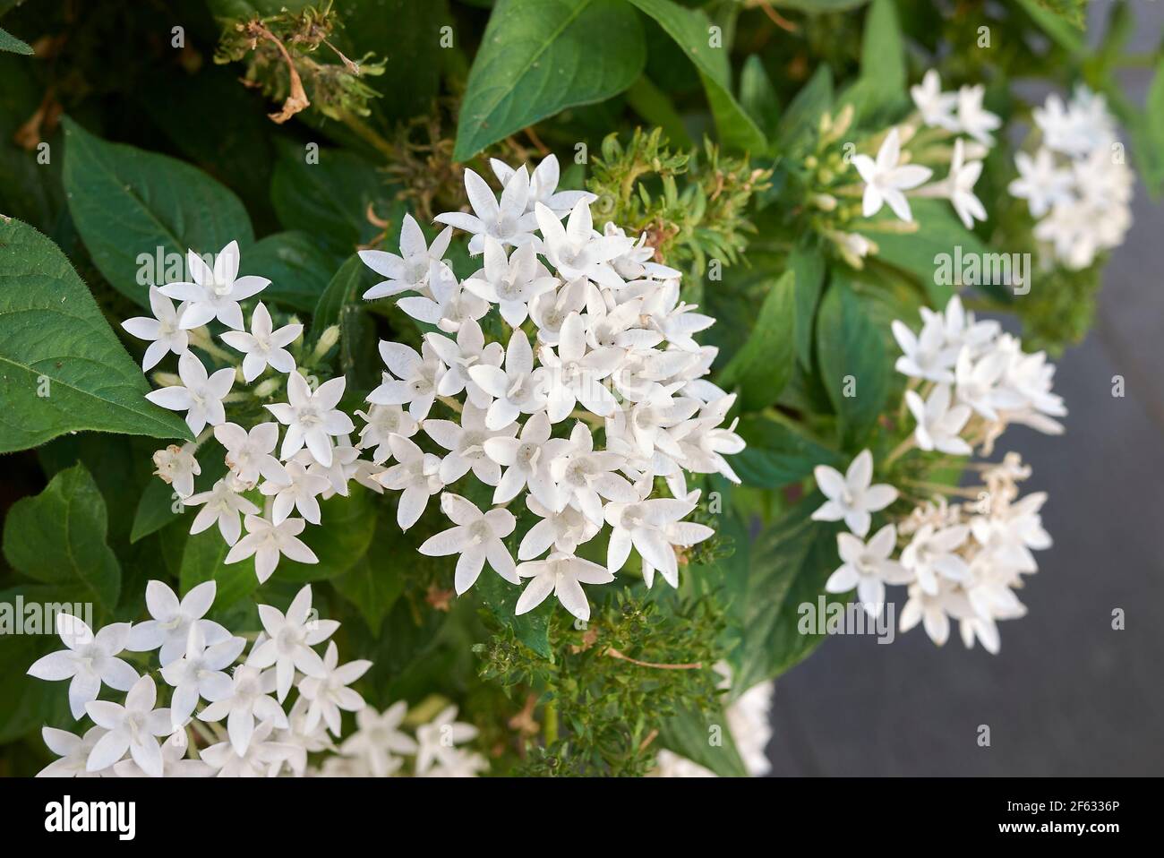 Pentas lanceolata fiori bianchi e viola Foto Stock