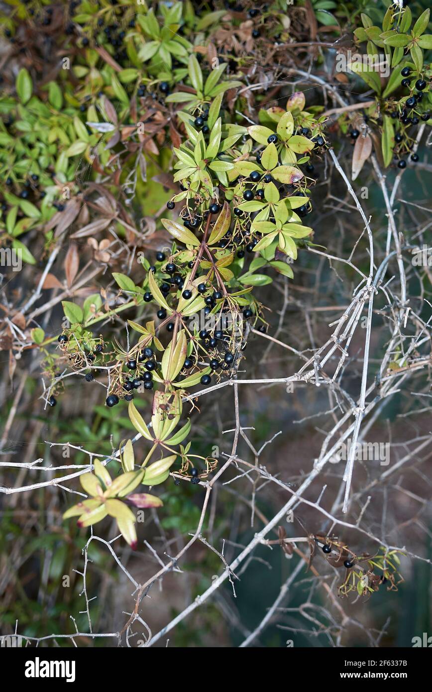 Stelo di Rubia peregrina con frutta nera Foto Stock