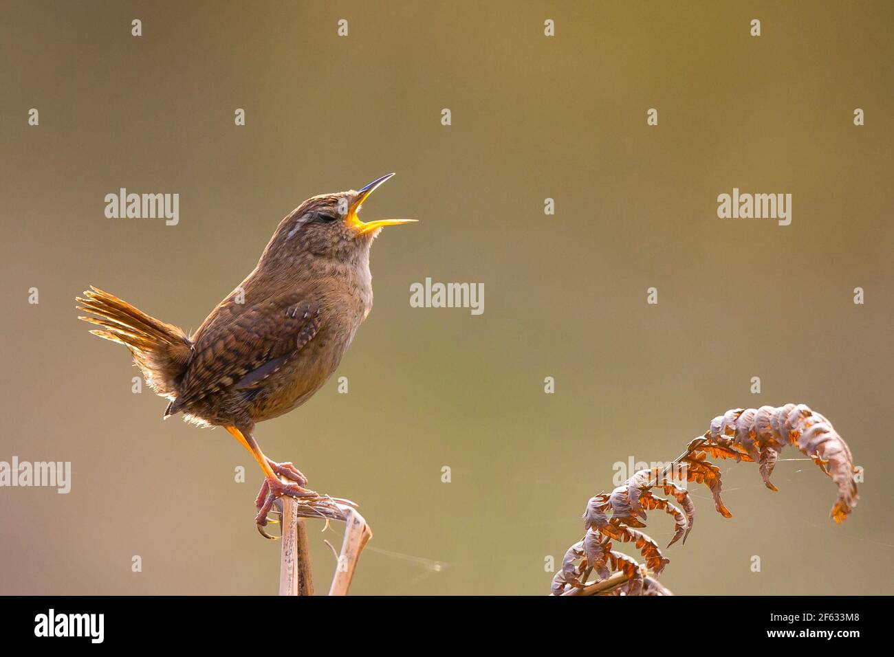 Kidderminster, Regno Unito. 29th marzo 2021. Tempo britannico: Mentre la giornata si avvicina alla fine, questo piccolo Jenny Wren inizia a cantare, retroilluminato dal sole primaverile serale. Credit: Lee Hudson/Alamy Live News Foto Stock