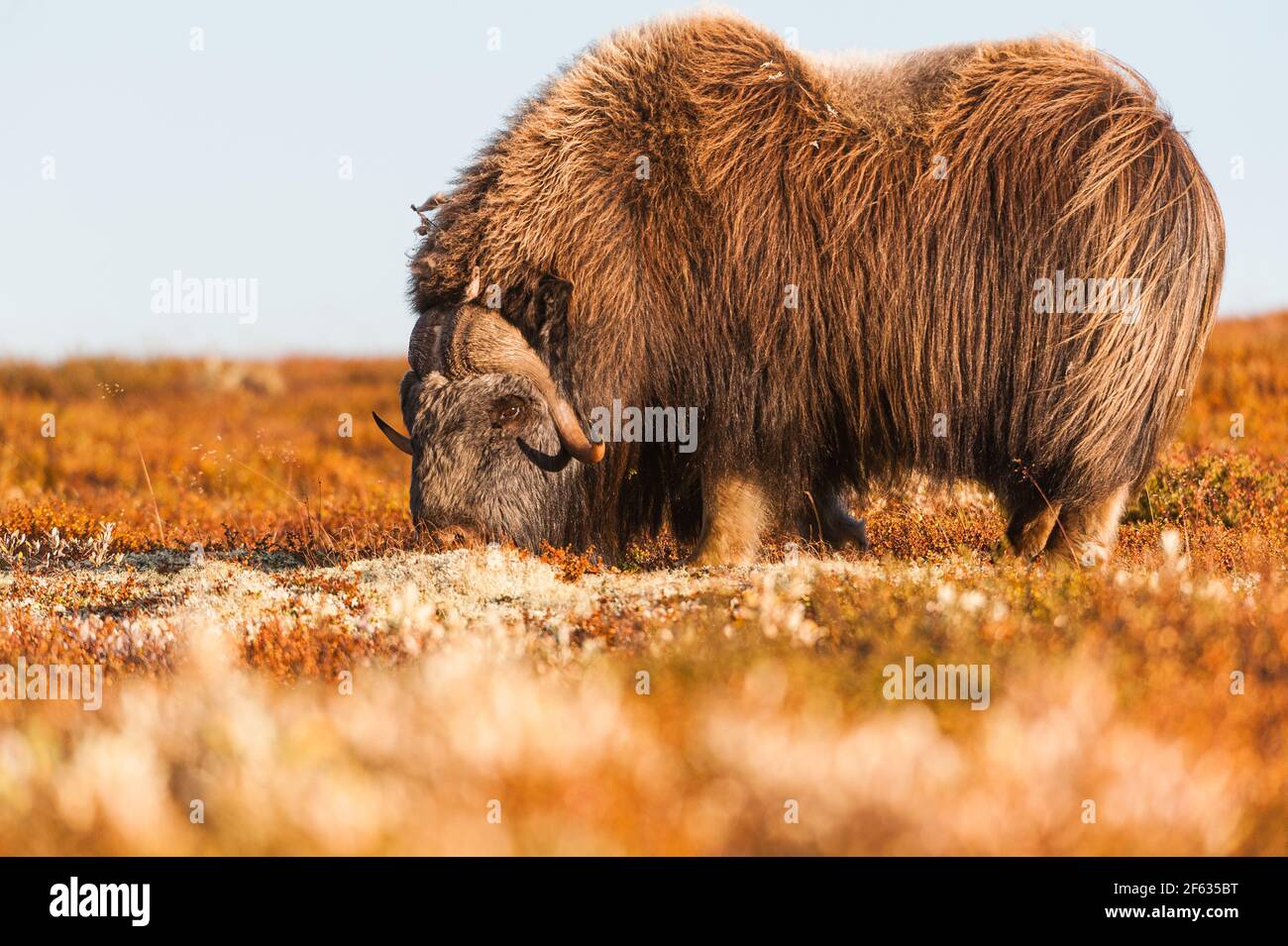Muschio di bue in montagna, Norvegia. Foto Stock