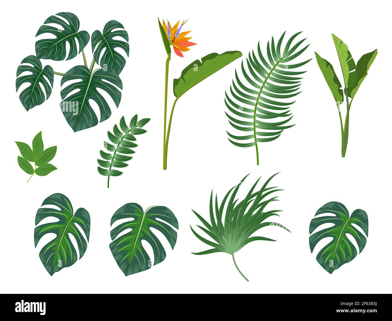 Foglie di palma tropicali, fiori, foglie di giungla, illustrazione vettoriale botanica, set isolato su sfondo bianco. Illustrazione Vettoriale