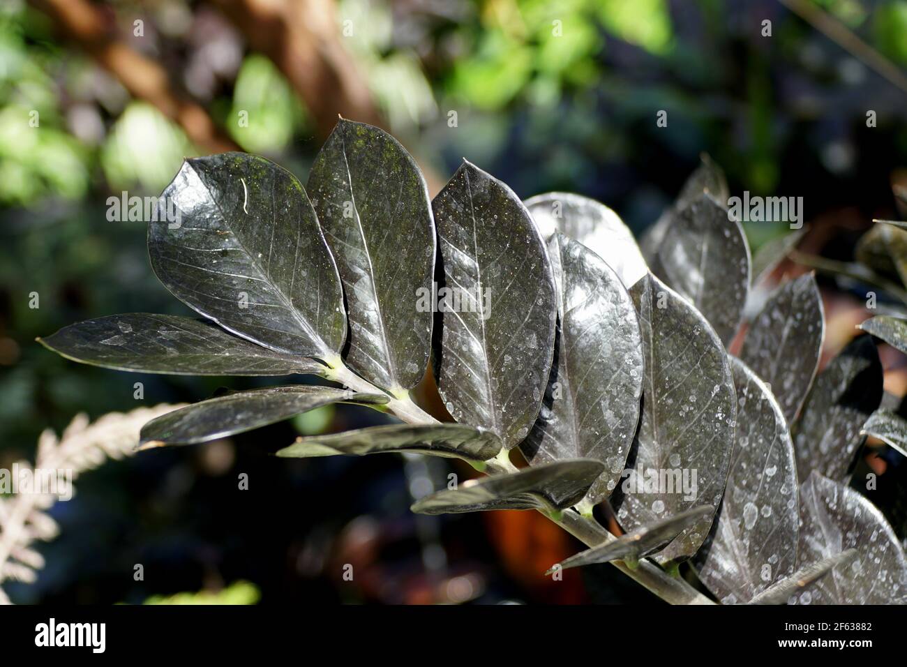 Le foglie di colore più scuro di Zamioculcas Zamiifolia Aroid 'DOWON', noto anche come pianta ZZ Foto Stock