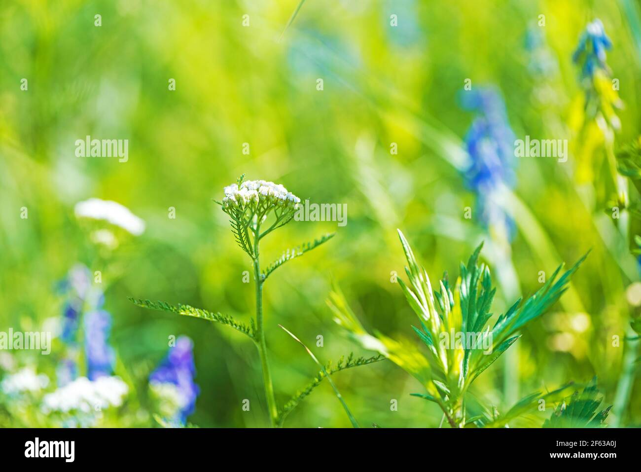 Fiori tranquilli e ambiente in natura Foto Stock