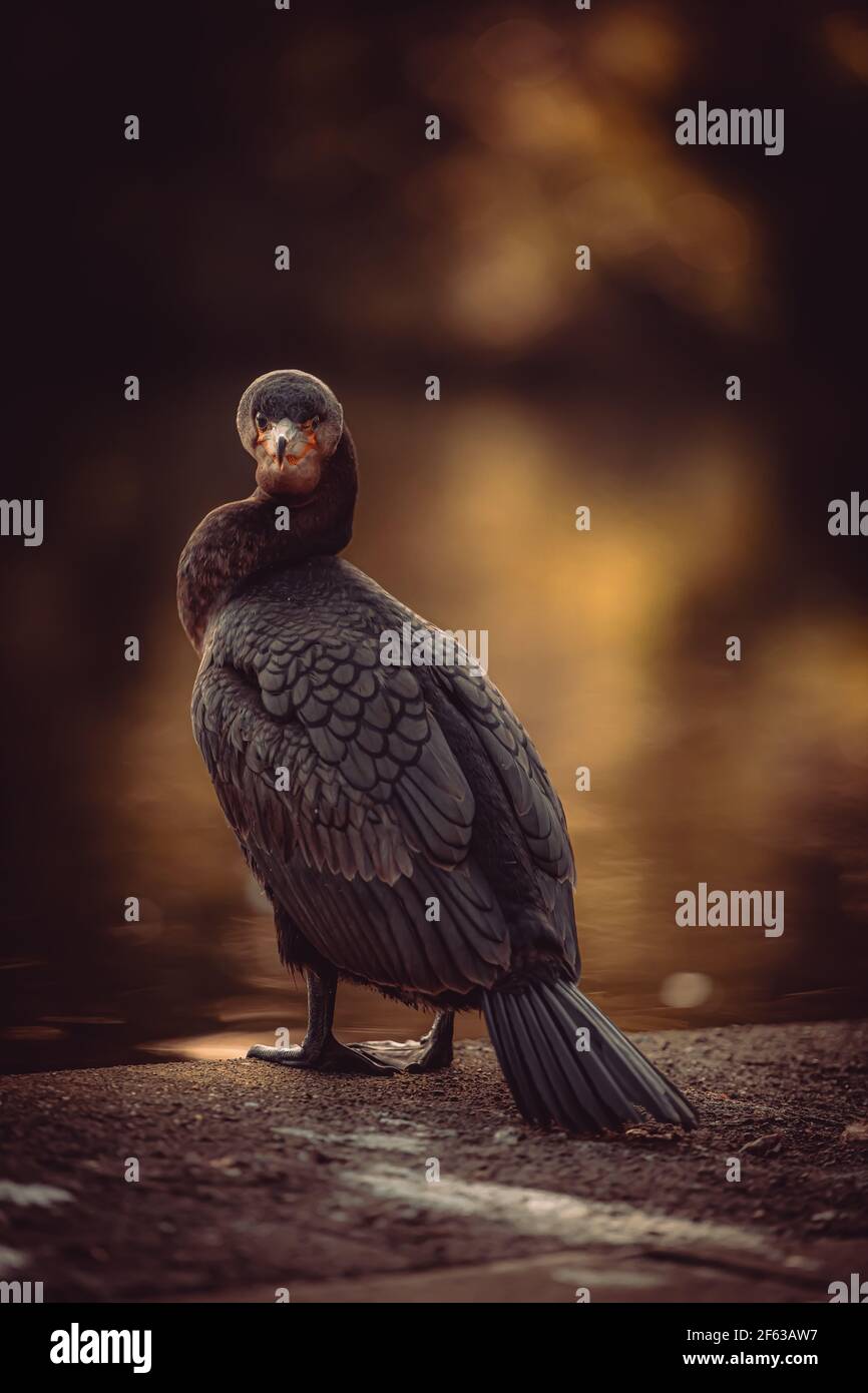 deye contatto con un uccello cormorano Foto Stock