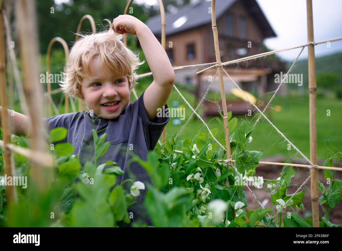 Vista dall'alto del piccolo ragazzo in piedi in giardino vegetale, stile di vita sostenibile. Foto Stock