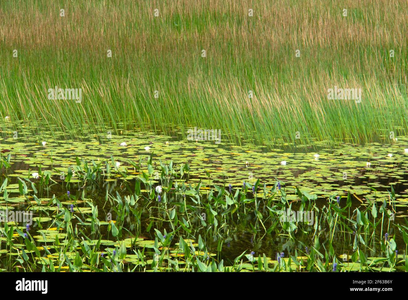Pond erbe e piante, Acadia National Park, Maine Foto Stock