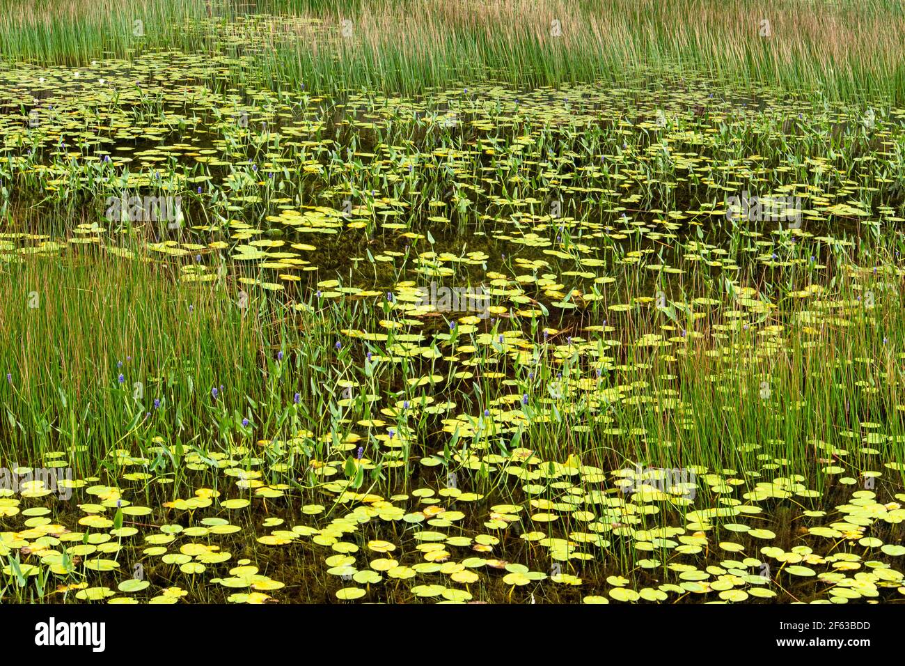 Pond erbe e piante, Acadia National Park, Maine Foto Stock