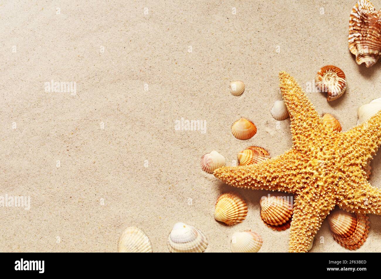 Stelle marine e conchiglie sulla spiaggia di sabbia. Sfondo estivo. Foto Stock