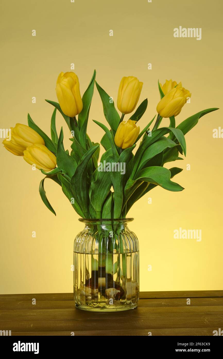 I tulipani sono sempre aggiornati, moderni e ci rimandano in Olanda, anche se sappiamo che sono stati originariamente coltivati in Turchia e dati all'Olanda, Foto Stock