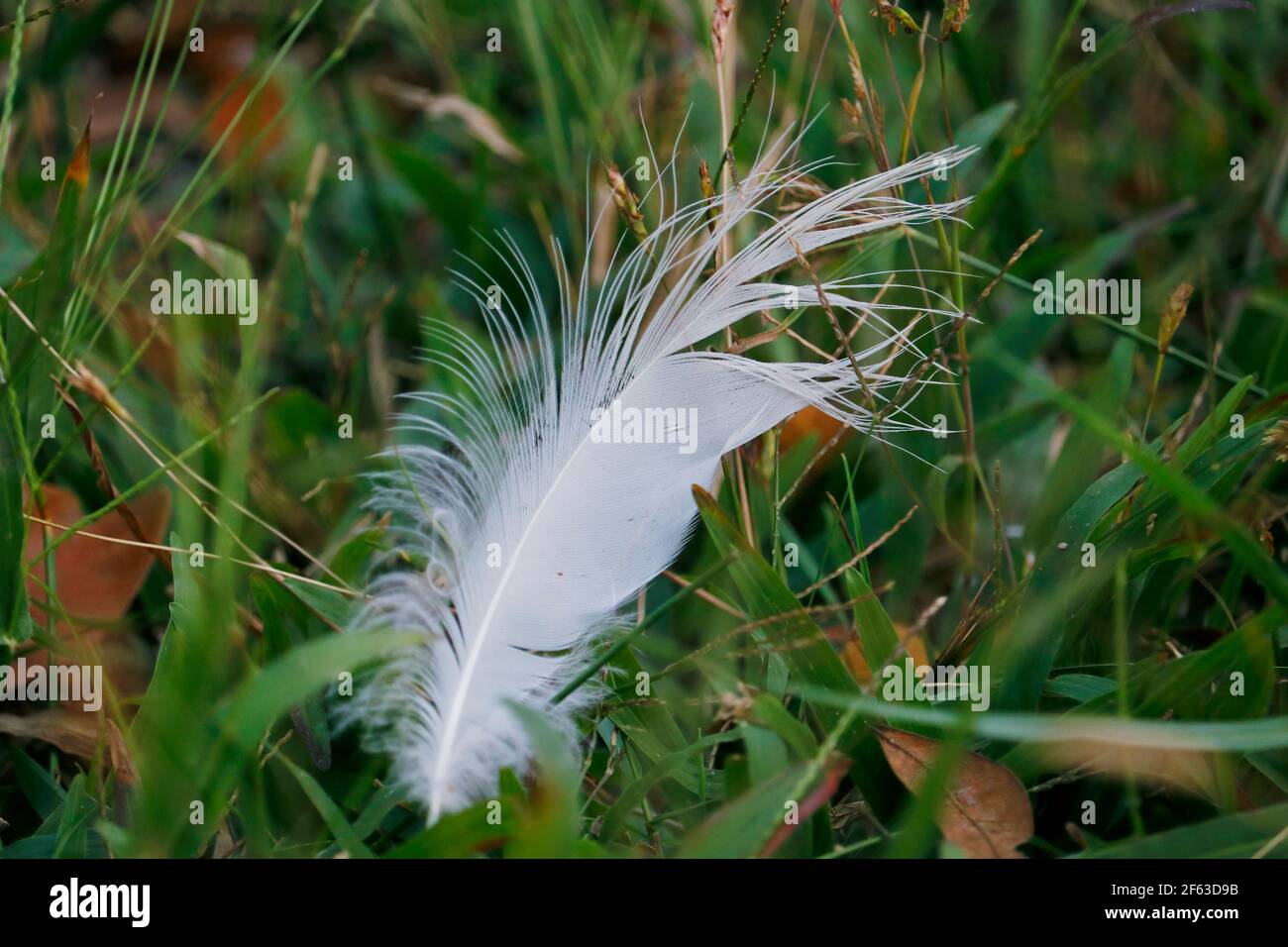 bella piuma bianca su erba verde in primo piano Foto Stock