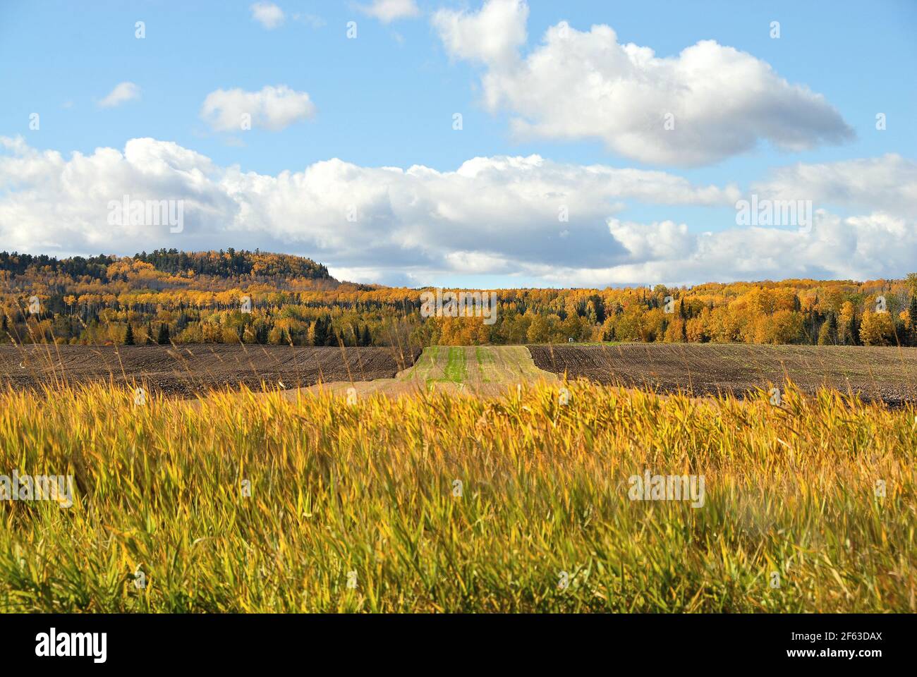 In una giornata di sole in autunno, gli alberi verdi e d'oro coprono le colline di sfondo, come un campo arato ha una striscia di erba in basso al centro e attraverso la parte anteriore. Foto Stock