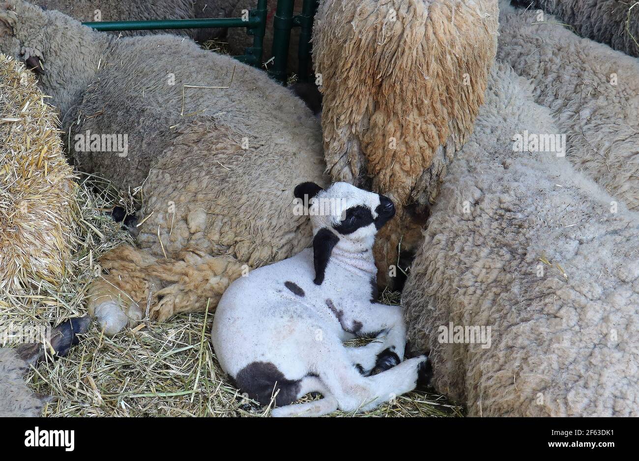 Piccolo agnello su pagliaio nel mezzo delle pecore all'interno interno rurale fattoria Foto Stock