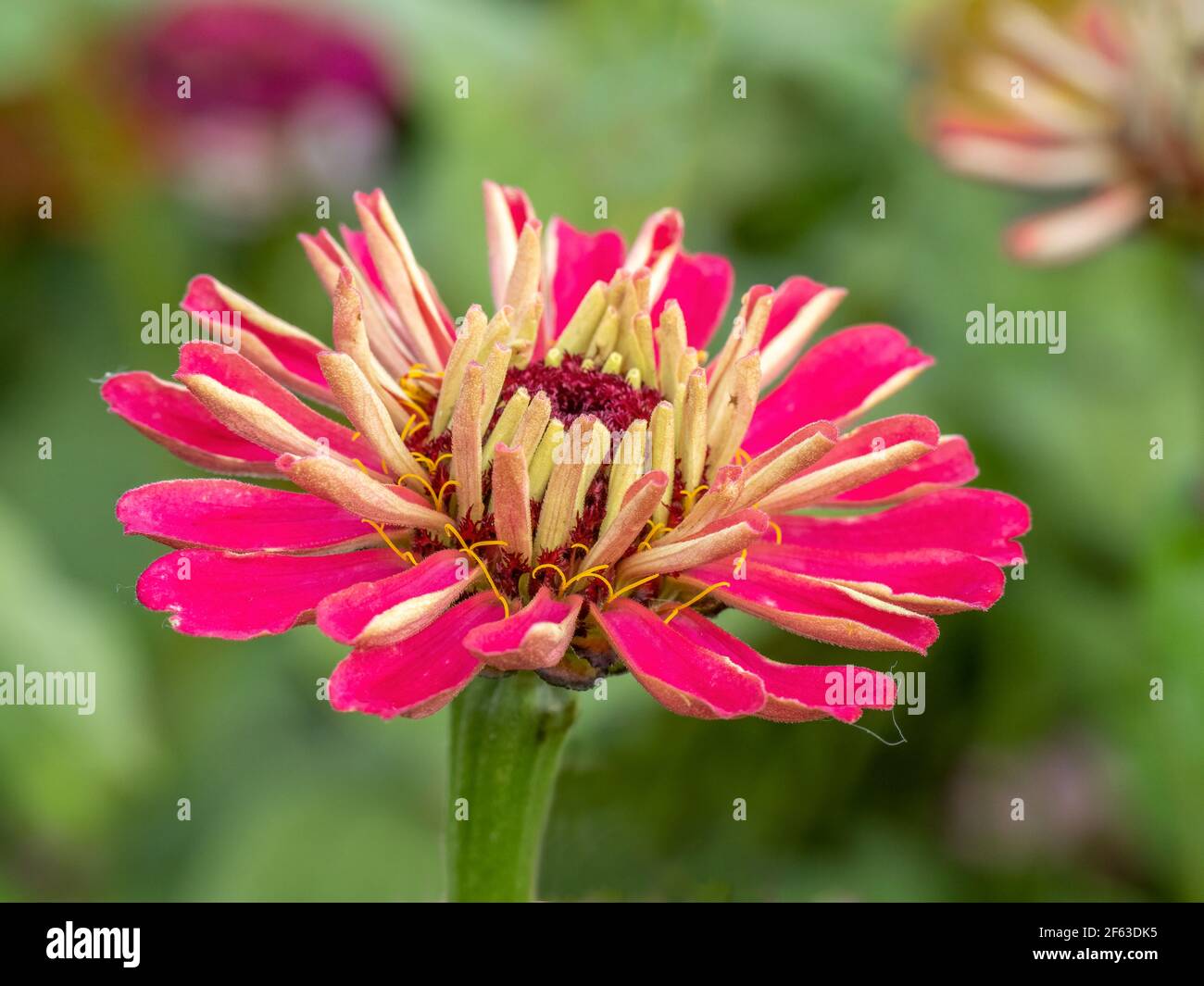 Singolo aganista di fiori selvatici di Zinnia uno sfondo verde Foto Stock Singolo aganista di fiori selvatici di Zinnia uno sfondo verde Foto Stock