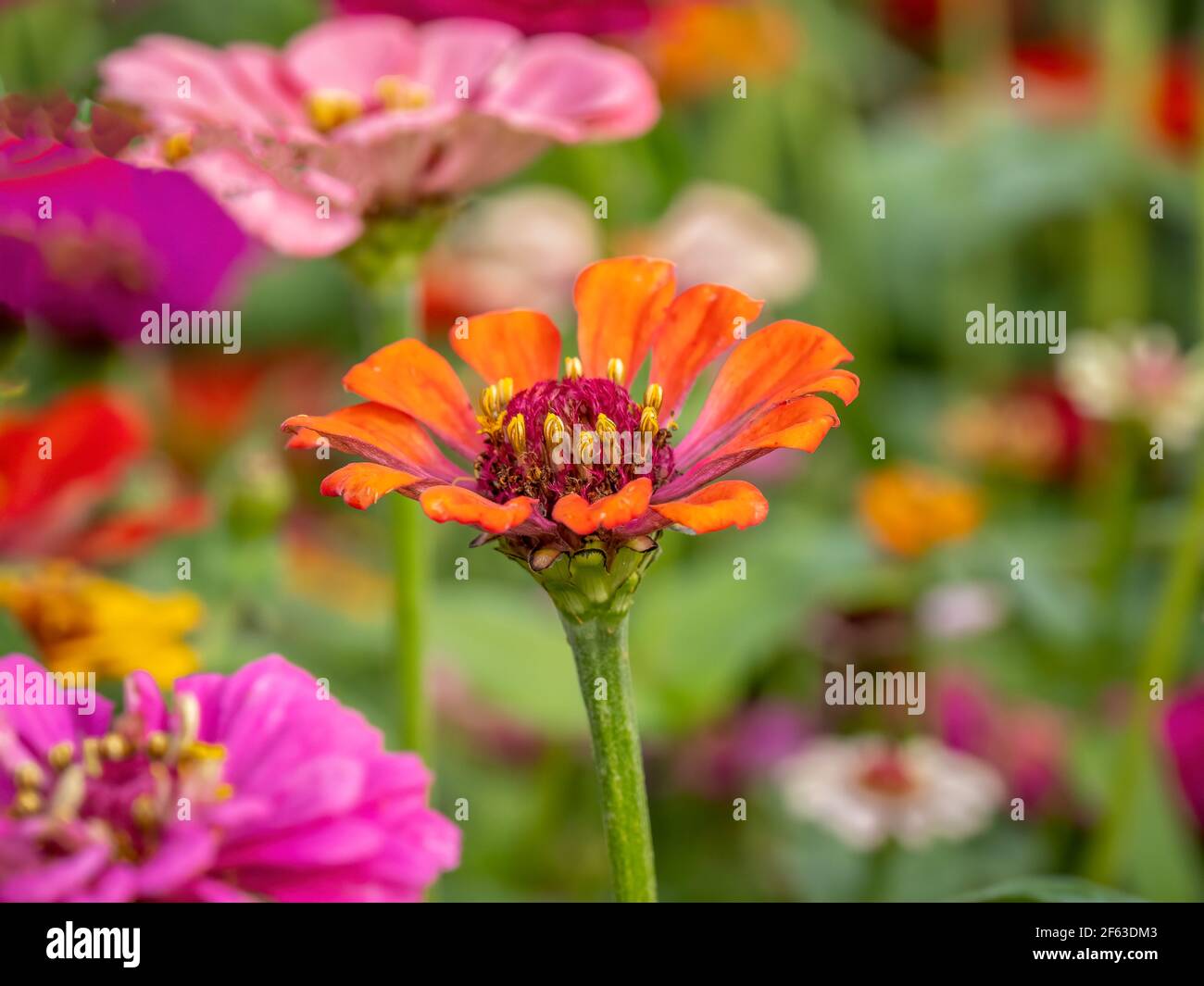 Primo piano di colorate zinnie luminose Foto Stock