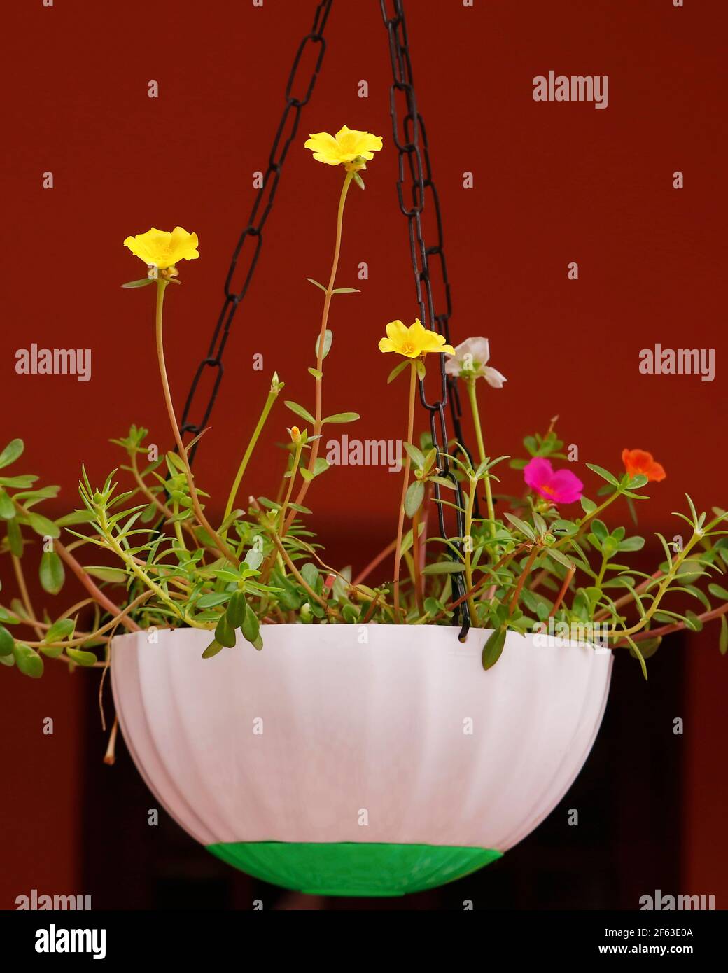 piante e fiori domestici decorativi in una pentola Foto Stock