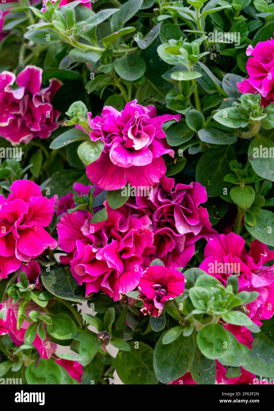 Uno sfondo di petunia terry, rosa brillante, un primo piano in giardino Foto Stock