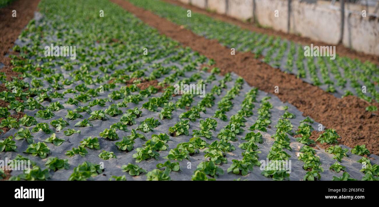 germogliare le verdure tenute in una serra Foto Stock
