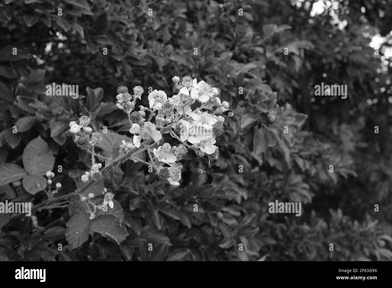 Natura del Regno Unito Foto Stock