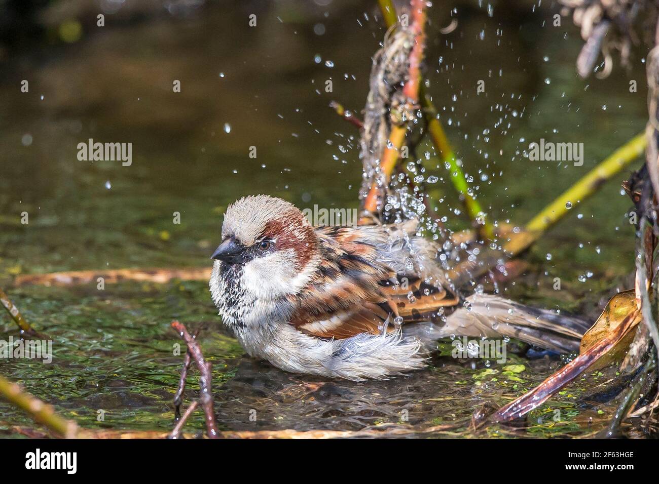 Kidderminster, Regno Unito. 29 marzo 2021. Tempo nel Regno Unito: Con l'inizio dell'estate britannica, la fauna selvatica locale è impegnata a prendere oggi una meritata primavera pulita in un clima caldo inestagionabilmente. Gli uccelli stanno sprucing in su le loro piume pronte per un certo'azione di primavera e questo passero della casa maschile sa che deve prendere un bagno ed essere in condizione primaria per assicurare la sua attrazione ad un compagno potenziale! Credit: Lee Hudson/Alamy Live News Foto Stock