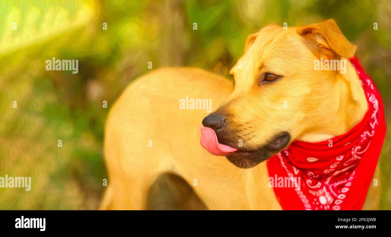 Un cane è in natura leccando il naso Foto Stock