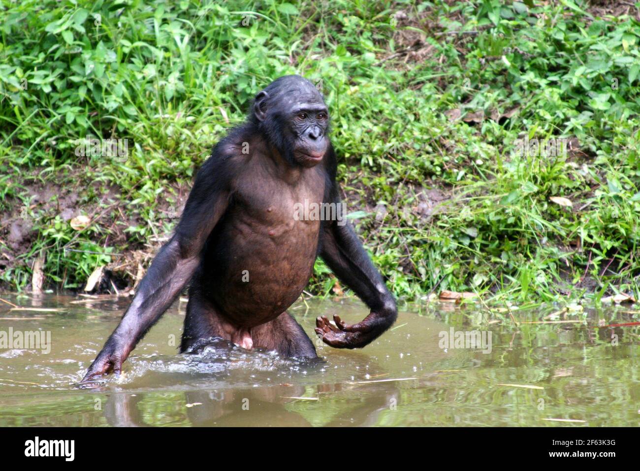 Bonobo maschio in piedi in acqua al santuario di lola ya bonobo vicino kinshasa; Repubblica del Congo Foto Stock