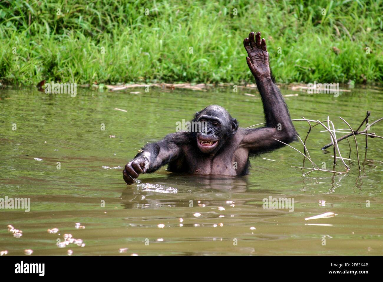 Ritratto di un bonobo maschile in piedi in acqua nel santuario di lola ya bonobo vicino kinshasa; Repubblica del Congo Foto Stock
