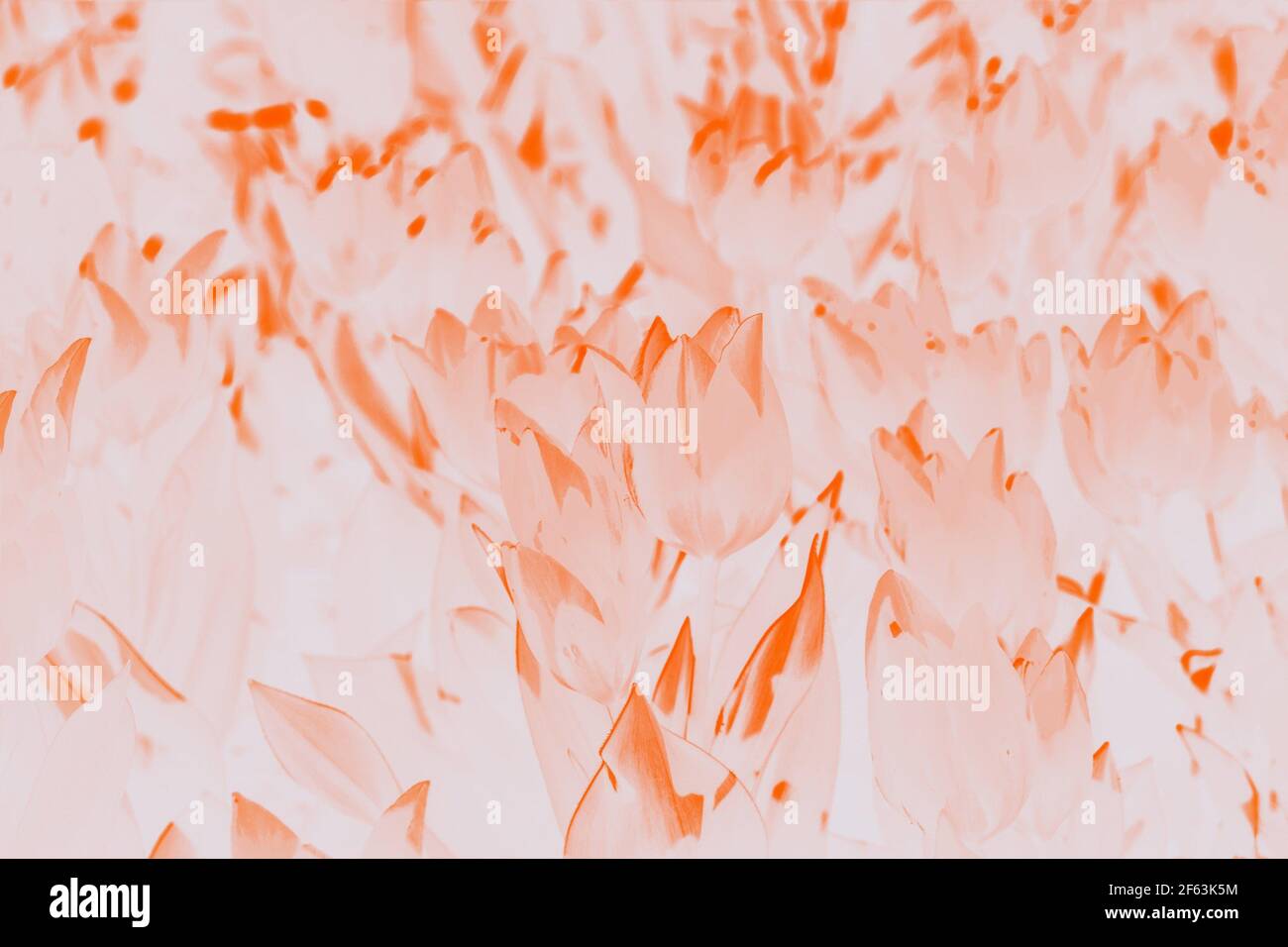 Sfondo acquerello arancione con motivi floreali tulipani Foto Stock